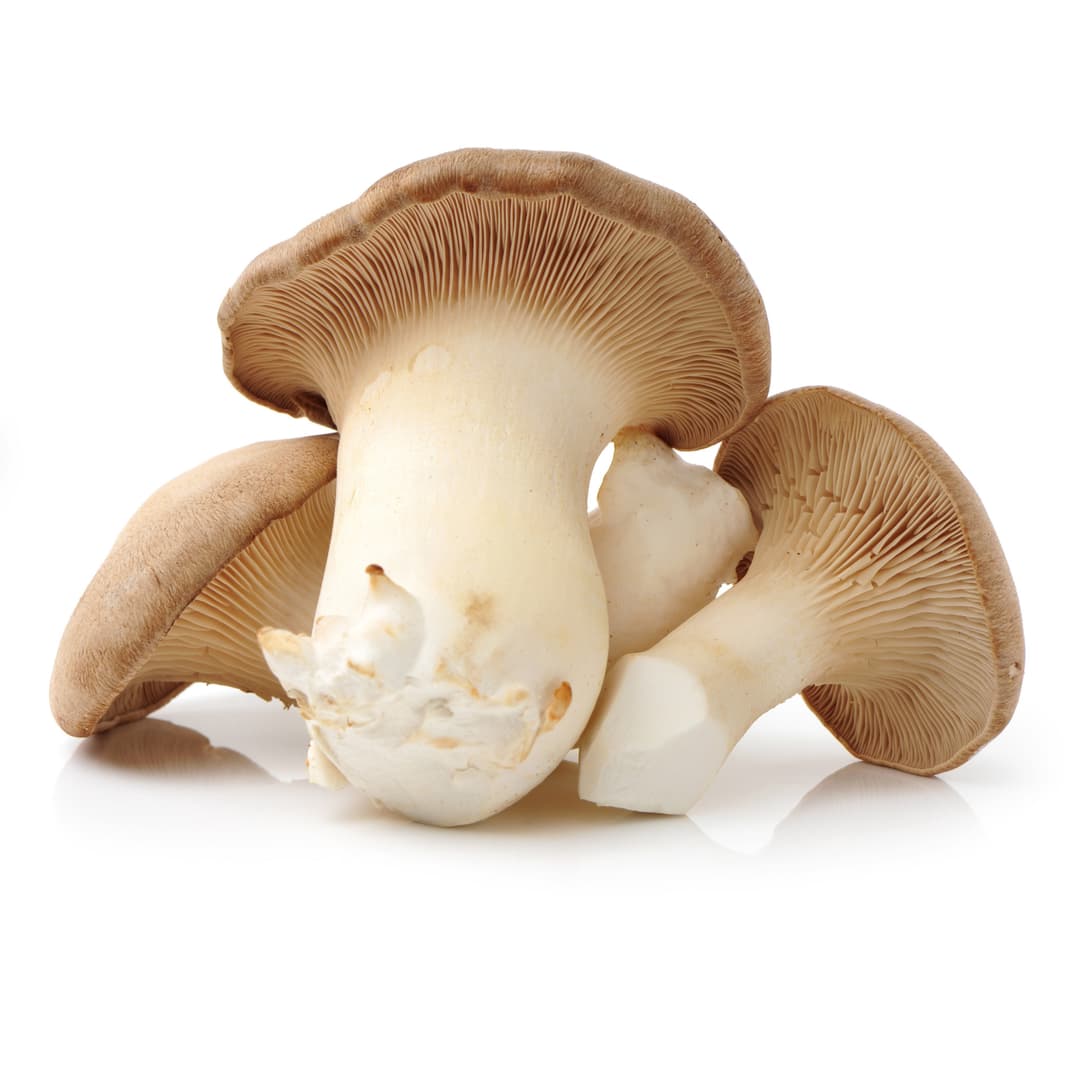 Kräuterseitlinge – frisch geerntet