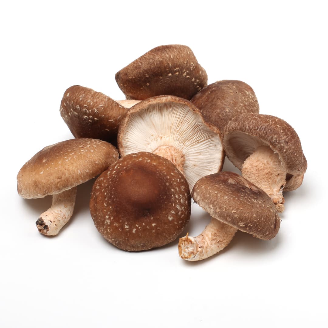 Shiitake – frisch geerntet